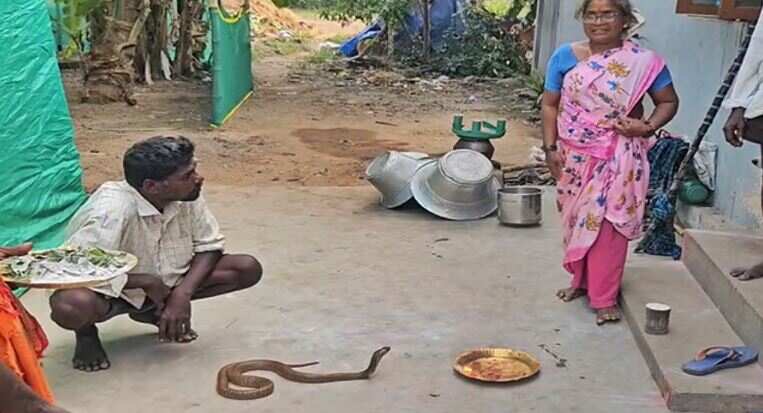 நல்ல பாம்புக்கு ஆராதனை! உத்திரமேரூர் அருகே பாரம்பரிய வழிபாடு!