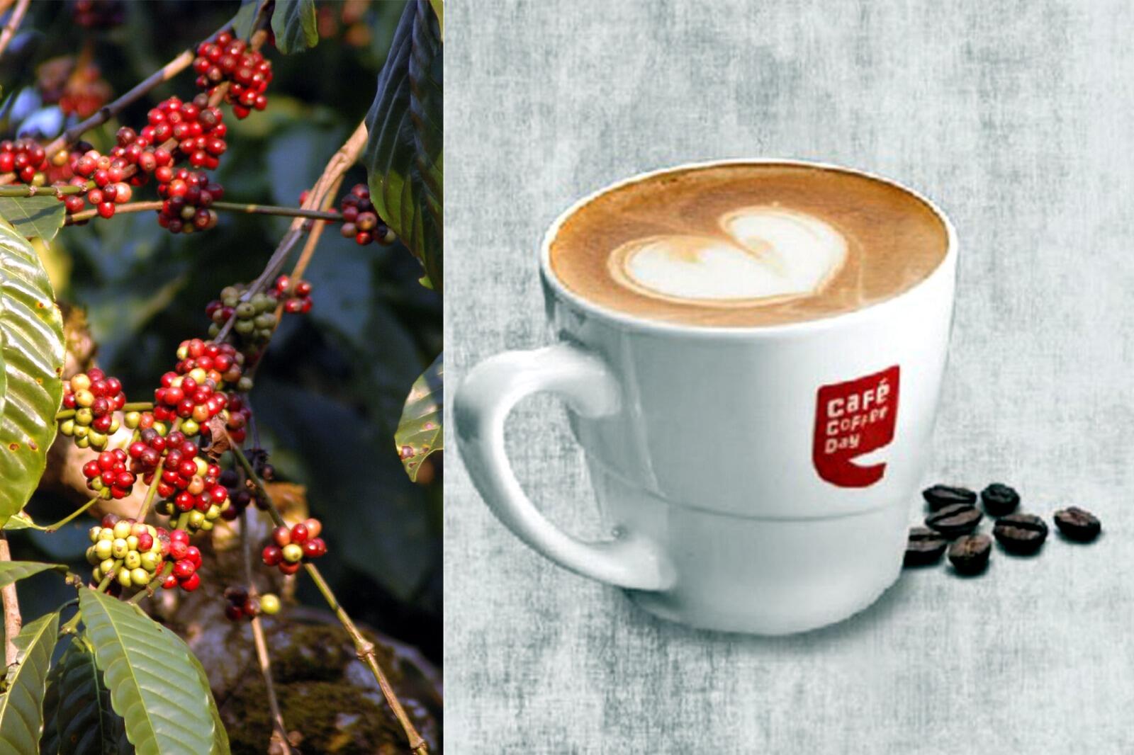 ஒரே நாளில் ஓஹோனு உயர்ந்த காபி டே ஷேர்கள் !! காலம் கனிகிறது!!