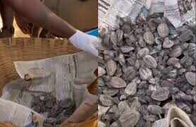 க்யூட் வீடியோ... அத்தனையும் குட்டி குட்டி ஆமைகள்... சென்னை பெசண்ட்நகர் பீச்ல அசத்தல்!