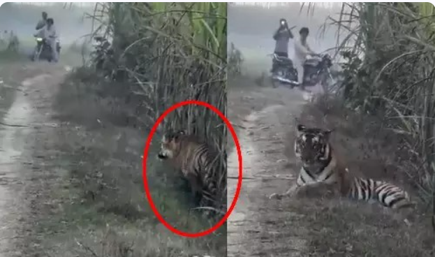 வைரல் வீடியோ... புலி பதுங்கி பாய்ந்து வேட்டையாட முயற்சி!