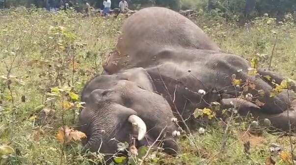 சோகம்!! மேட்டூரில் மின்வெளியில் சிக்கி ஆண் யானை உயிரிழப்பு !!