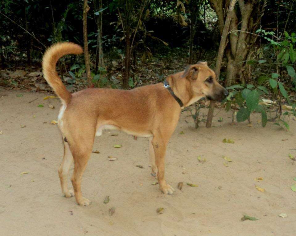 கொடூரம்.. நாயை, நாய் என அழைத்ததற்காக முதியவர் அடித்துக்கொலை !!