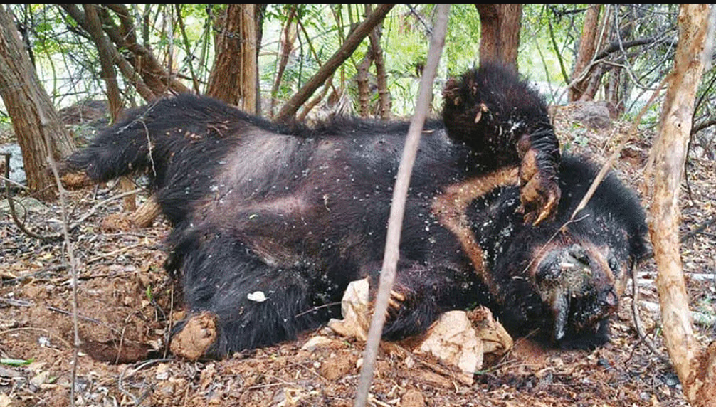 தோட்டப் பகுதியில் பெண் கரடி உயிரிழப்பு... நெல்லையில் வனத்துறையினர் தீவிர விசாரணை!