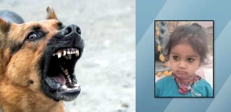 வீட்டு வாசலில் சோகம்... தெருநாய்கள் கடித்து குதறியதில் 3 வயது சிறுவன் உயிரிழப்பு!