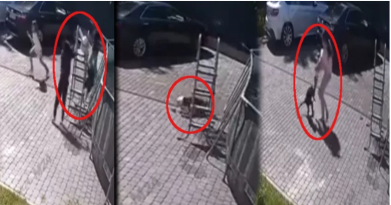 குழந்தையை சரசரவென இழுத்து சென்ற குரங்கு... பகீர் வீடியோ!