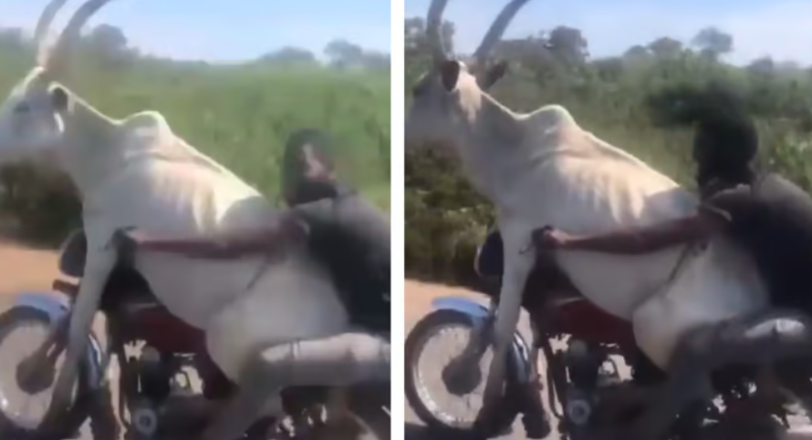 காளை மாடுடன் பைக்கில் ஜாலி ரைடு.. வைரல் வீடியோ...!!