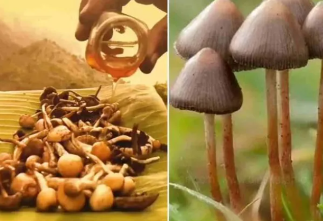 போதைக் காளானை சாப்பிட்டு நர்சிங் மாணவி பலி... பெரும் சோகம்!