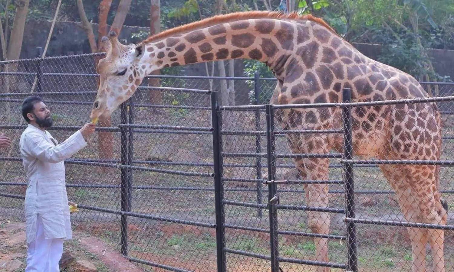 ஒட்டகச்சிவிங்கிகளை தத்தெடுத்த பவன் கல்யாண்… !