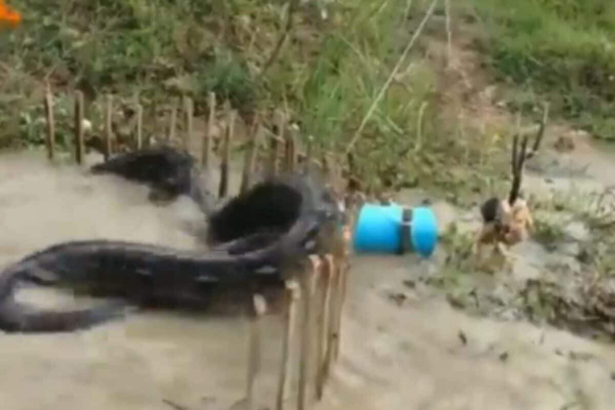 வைரல் வீடியோ!! கோழிய பிடிக்க வந்து குழாயில் சிக்கிக் கொண்ட மலைப்பாம்பு!!