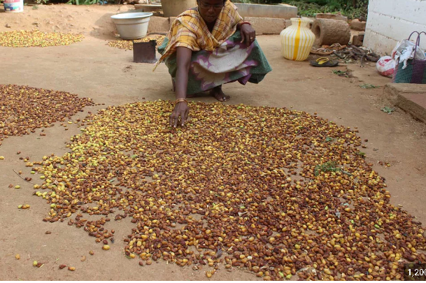 அம்..மாடியோவ்...!! 8 கோடிக்கு 800 டன் வேப்பங்கொட்டை வர்த்தகம்!!