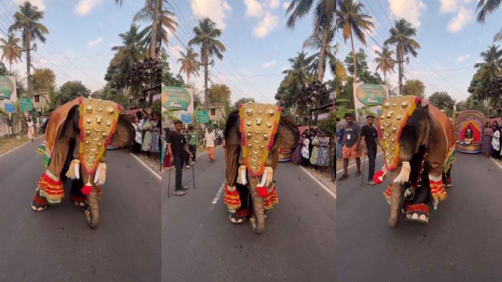 ’காவலா’ பாட்டுக்கு வைப் ஆன யானை.. நடுரோட்டில் தமன்னா ஸ்டெப் போட்டு அசத்தல்!