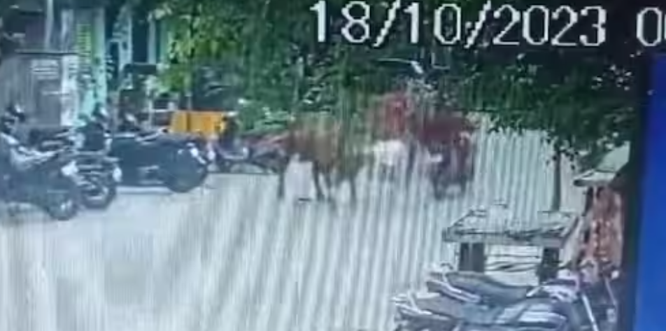 மாடு முட்டியதில் படுகாயம் அடைந்த முதியவர் பரிதாப பலி!!