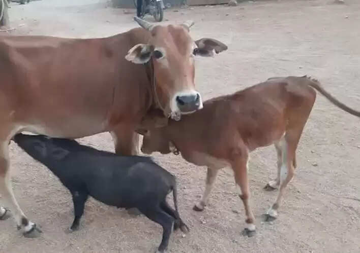 நெகிழ்ச்சி! பன்றிக்கு பால் கொடுத்து பசியாற்றிய பசு!