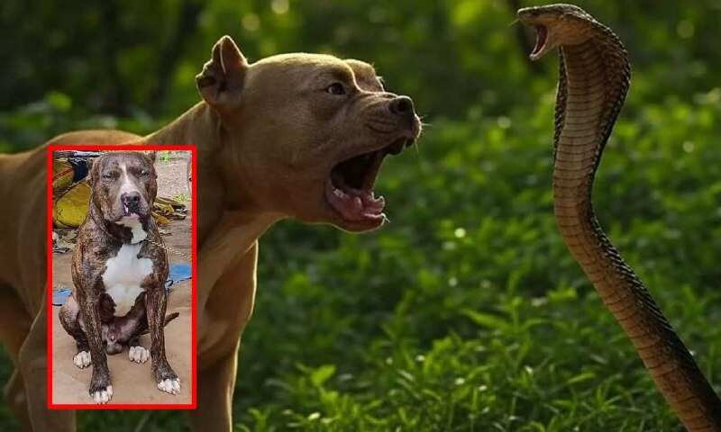 நெகிழ்ச்சி வீடியோ... உரிமையாளர் குழந்தையை காக்க 12 அடி ராஜநாகத்துடன் 40 நிமிடம் சண்டையிட்டு உயிரைவிட்ட வளர்ப்பு நாய்!