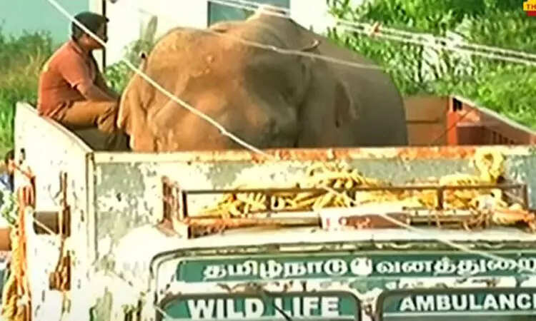 வைரல் வீடியோ!! பிடிபட்டது அரிக்கொம்பன் யானை !!