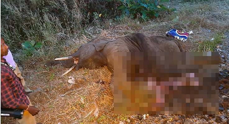 ரயில் மோதி குட்டி யானை பலி… ஏஐ கேமரா இருந்தும் பாலக்காட்டில் சோகம்!