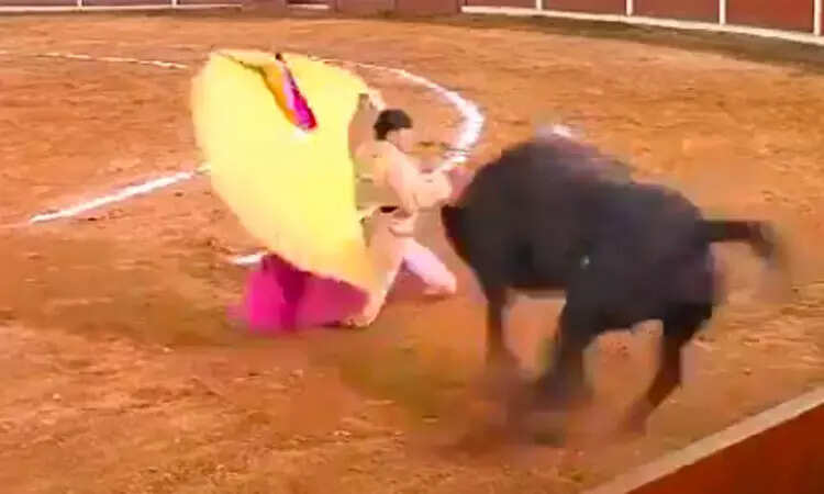 காளை சண்டையில் தூக்கி வீசப்பட்ட வீரர் கவலைக்கிடம்!