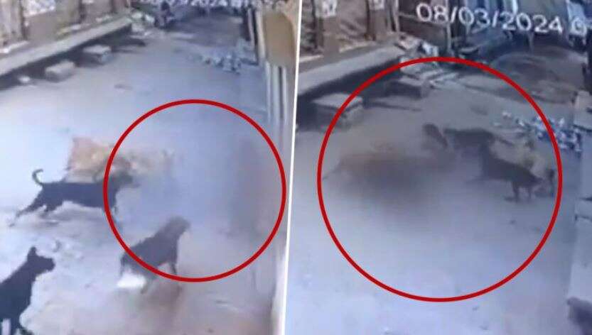 பதற வைக்கும் வீடியோ... சிறுமியை விரட்டி விரட்டி கடிக்கும் நாய்கள்!