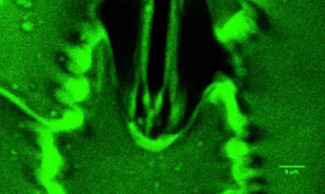 உலகில் முதன்முறையாக தாவரங்கள் சுவாசிப்பதை வீடியோ எடுத்த விஞ்ஞானிகள்.. வைரலாகும் வீடியோ!