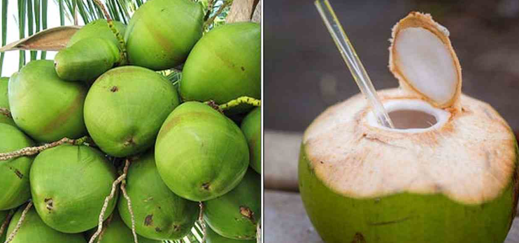 எகிறிய இளநீர் விலை... கோடை வெயிலால் தாகம் தணிக்கும் பானங்களுக்கு தட்டுப்பாடு!