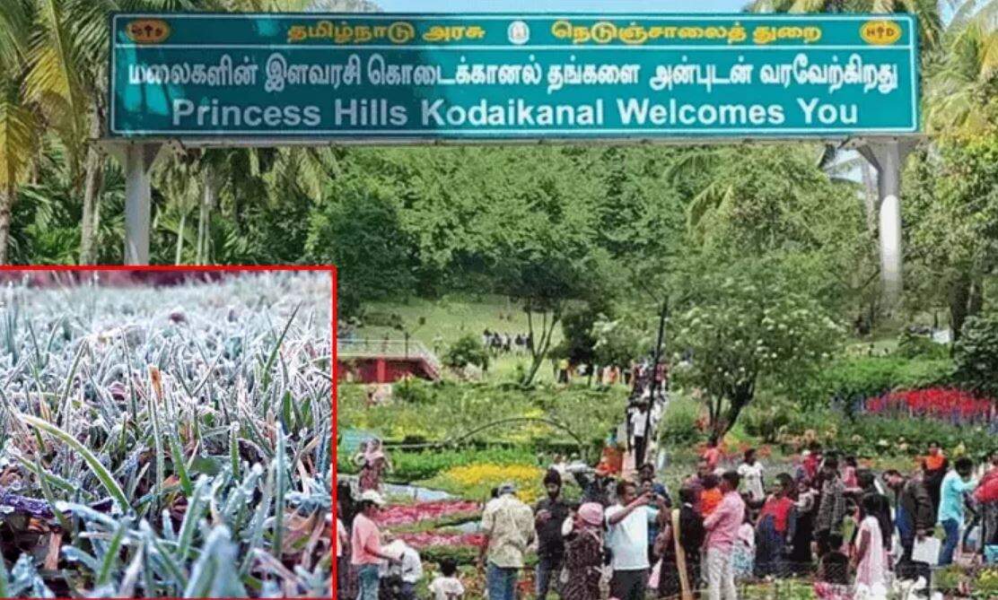 கொடைக்கானலில் உறைபனி... 6 டிகிரிக்கும் கீழ் குறைந்த வெப்பநிலை - சுற்றுலாப் பயணிகள் அவதி!