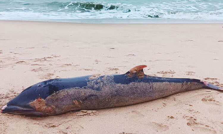 அதிர்ச்சி... கடற்கரையில் உயிரிழந்த நிலையில் கரை ஒதுங்கிய டால்பின்!