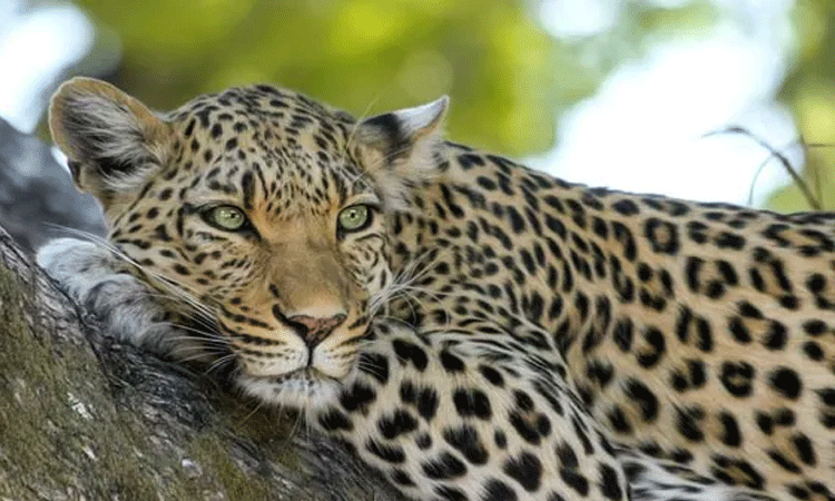 15 மணி நேரம் வீட்டிற்குள் பதுங்கிய சிறுத்தை... அச்சத்தில் உறைந்த பொதுமக்கள்!!