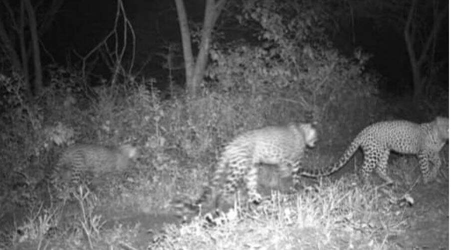 ஒகேனக்கல்லில் ஆண் சிறுத்தை மர்ம மரணம்.. உடலில் காயங்கள் இல்லை - அதிகாரிகள் விசாரணை!