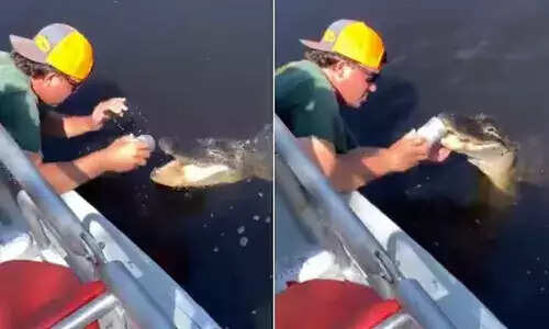 வைரலாகும் வீடியோ... முதலையின் பற்களில் தட்டி டின் பீர் திறக்கும் இளைஞர்!