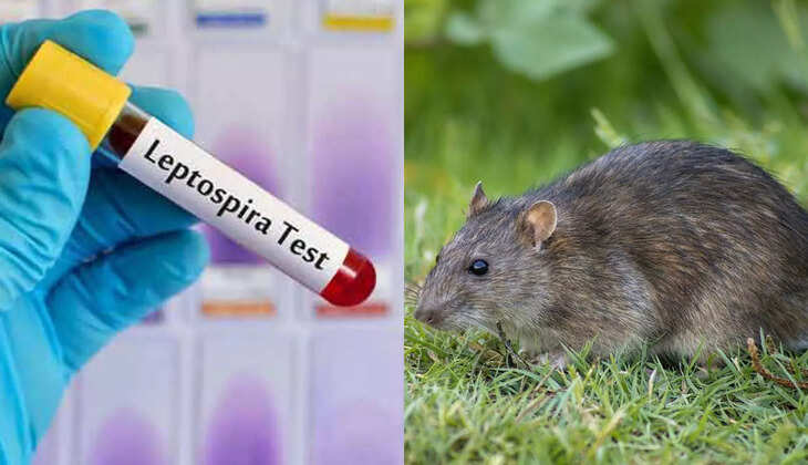 எலிக்காய்ச்சல்