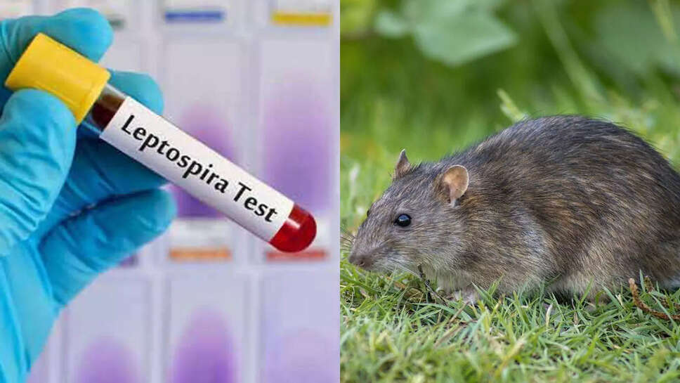 எலிக்காய்ச்சல்