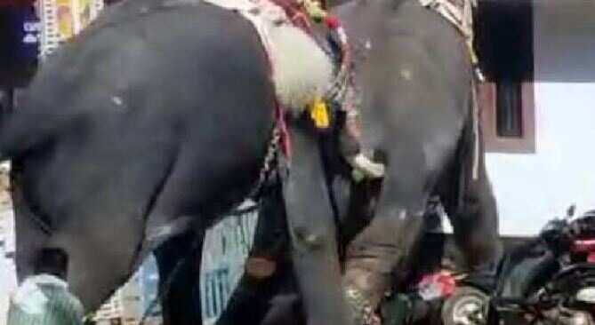 கோவில் திருவிழாவில் யானைகளுக்குள் மோதல்! வைரலாகும் வீடியோ!