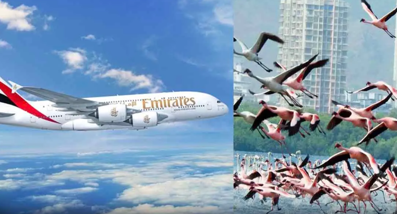 எமிரேட்ஸ் விமானம் மோதி 40 பிளமிங்கோ பறவைகள் உடல் கருகி பலி... பகீர் வீடியோ!