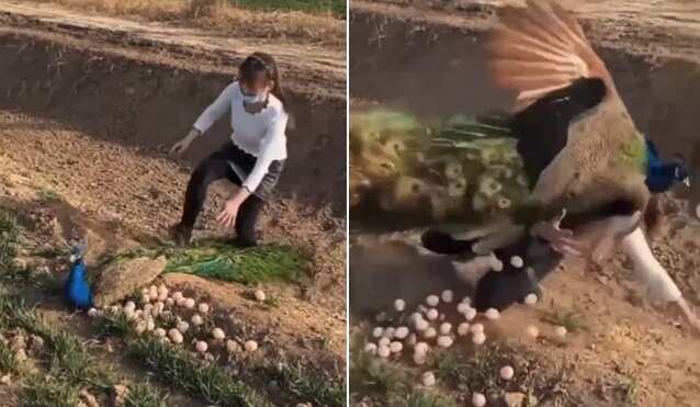 அதிர்ச்சி வீடியோ..!! முட்டைகளை திருட வந்த சிறுமி மீது பாயும் மயில்!!