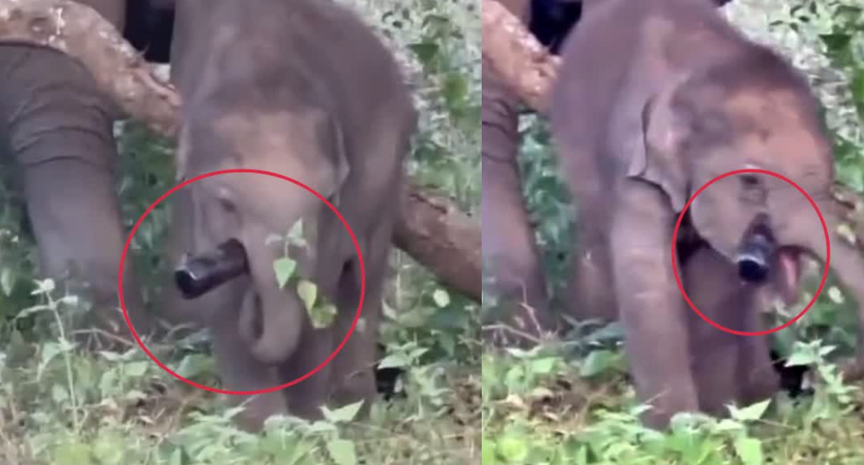 பகீர் வீடியோ... சுற்றுலாப் பயணிகள் வீசிசென்ற மது பாட்டிலை விழுங்க முயற்சி செய்யும் குட்டி யானை!