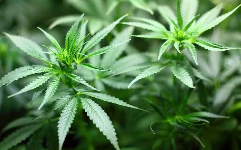 தூத்துக்குடியில் உப்பளத்தில் கஞ்சா செடி வளர்ப்பு... பீகார் இளைஞர்கள் 4 பேர் கைது!