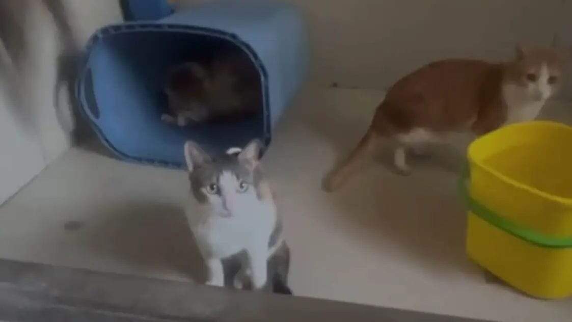 வைரல் வீடியோ... ஒரே வீட்டில் 300க்கும் மேற்பட்ட பூனைகள்… போலீசில் கம்ப்ளைண்ட் கொடுத்த அக்கம் பக்கத்தினர்!