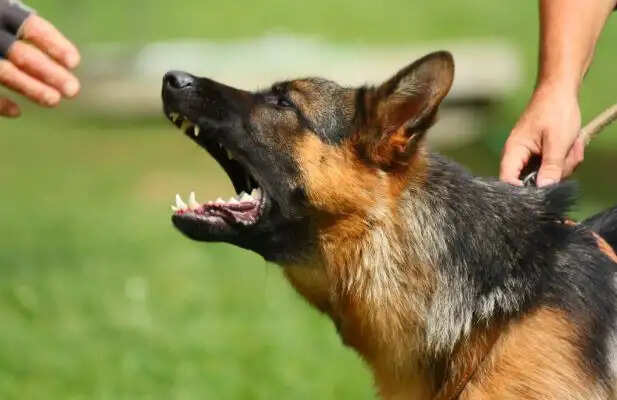 10 வயது சிறுமியை கடித்து குதறிய வளர்ப்பு நாய்.. 45 தையல் போட்டதால் அதிர்ச்சி..!!