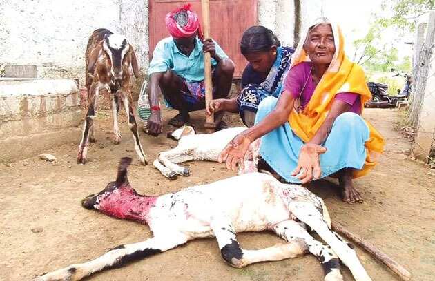 ஆடுகள் உயிரிழப்பு... நிவாரணம் வழங்க கிராம மக்கள் கோரிக்கை!