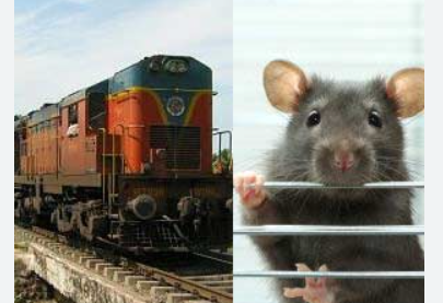 அம்..மாடியோவ்... ஒரே ஒரு எலியை பிடிக்க ரூ41000/-!! ரயில்வே அதிர்ச்சி தகவல்!!