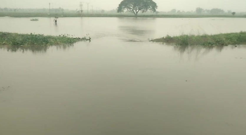 கதறும் விவசாயிகள்... 1,000 ஏக்கர் பயிர்கள் நீரில் மூழ்கியது!
