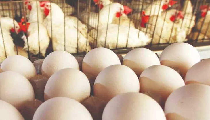 முட்டை கோழி