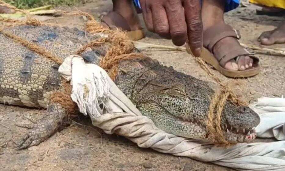 அதிர்ச்சி வீடியோ... மீனுக்கு விரித்த வலையில் சிக்கிய முதலைக்குட்டி!