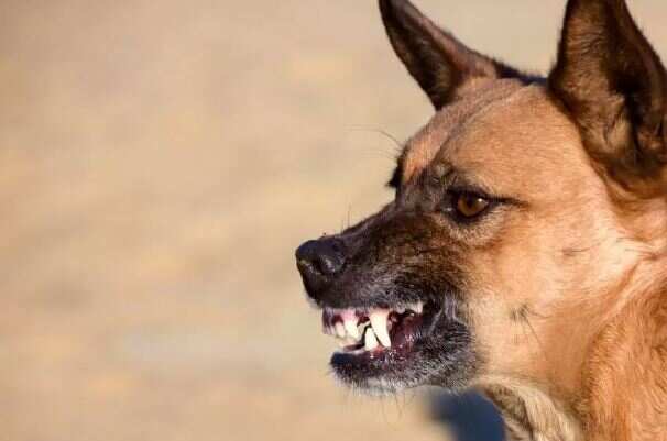 பீதியில் பெற்றோர்கள்... தெருநாய்கள் கடித்து 6 சிறுவர்கள் படுகாயம்!