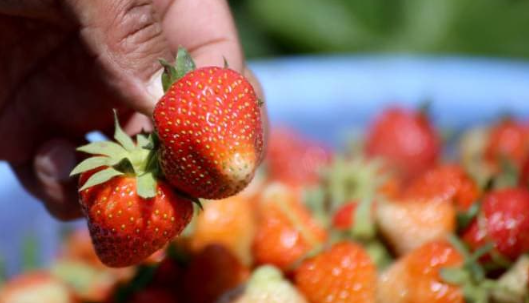 பெரும் சோகம்... ஸ்ட்ராபெர்ரி பழத்தால் 8 வயது சிறுவன் பலி... கதறித் துடித்த பெற்றோர்!