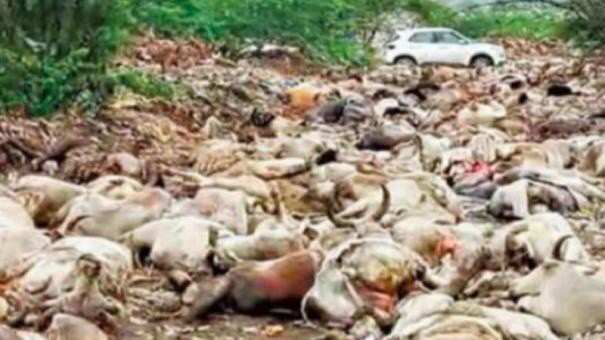 அடுத்த அதிர்ச்சி!! வேகமெடுக்கும் புது வைரஸ்!! ஒரே நேரத்தில் 5000 மாடுகள் உயிரிழப்பு!!