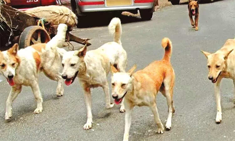 நாய் தெருநாய் வெறிநாய்