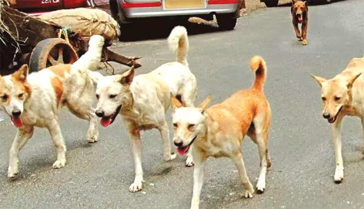 நாய் தெருநாய் வெறிநாய்