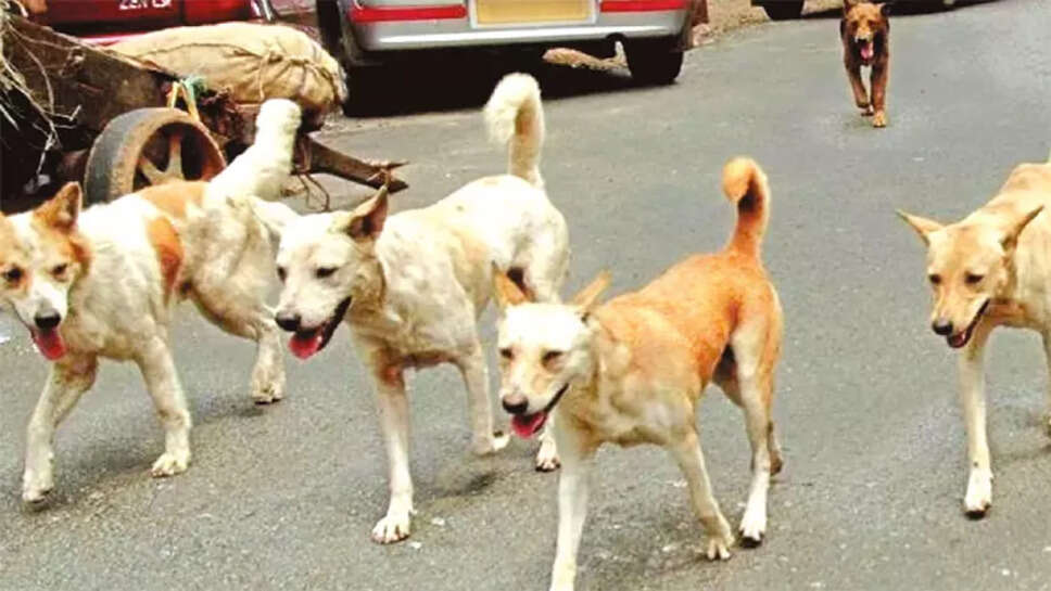 நாய் தெருநாய் வெறிநாய்