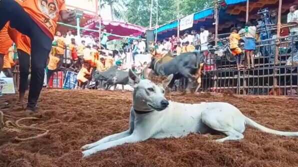 சீண்டித் தான் பாரேன்... ஜல்லிக்கட்டு வாடிவாசல் அருகே புகுந்த நாயால் ரகளை!
